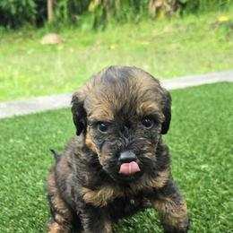 Girl 1 - Sable female Bernedoodle puppy in Captain Cook, Hawaii from Big Island Goldendoodles