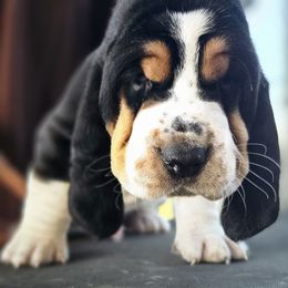 Frank - Mahogany and white male Basset Hound puppy in Greenleaf, Idaho from Happy Acre Bassets