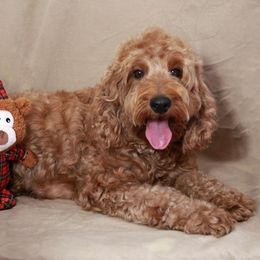 Jolene - Labradoodle