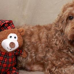 Jolene - Labradoodle