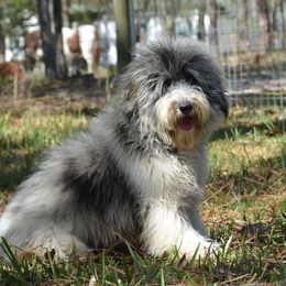 Aussiedoodle Puppies from Pecan Place Aussiedoodles
