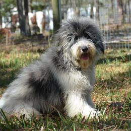 Aussiedoodle Puppies from Pecan Place Aussiedoodles
