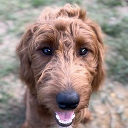 Goldendoodle Puppies from Doodles by Piper