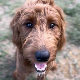 Goldendoodle Puppies from Doodles by Piper