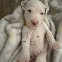 Puddles - White and liver brown male Dalmatian puppy in Hastings, Florida from Love My Spotty Dalmatians