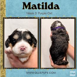 Matilda (Purple girl) - Tri-color female Bernedoodle puppy in Boiling Springs, South Carolina from OlliePups, LLC