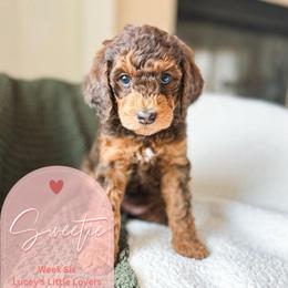 Sweetie - Merle female Goldendoodle puppy in California City, California from Summer Sun Doodles