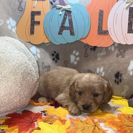 Caramel - Apricot female Goldendoodle puppy in Warren, Michigan from Annette Patterson