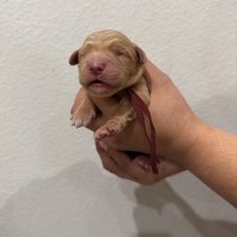 Girl 4 - Golden female Golden Retriever puppy in Victorville, California from Martinez Goldens