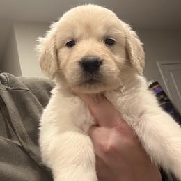 Tan girl - Light golden female Golden Retriever puppy in Murrieta, California from The Golden Leash Kennels