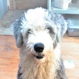 Wally - Old English Sheepdog