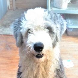 Wally - Old English Sheepdog