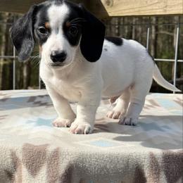 Cotton - Piebald male Dachshund puppy in Jena, Louisiana from Greens Creek Kennel
