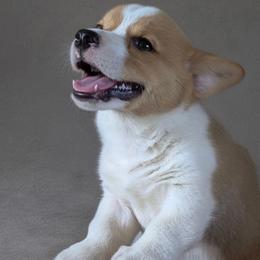 Poncho - Red male Pembroke Welsh Corgi puppy in Ethridge, Tennessee from Liberty Hill Farm