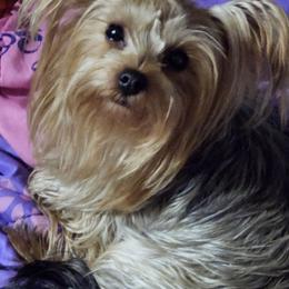 Winnie - Yorkshire Terrier