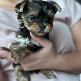 Yorkshire Terrier puppies from Precious Puppies