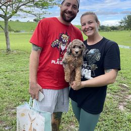 Aussiedoodle, Bernedoodle, Double Doodle, and Goldendoodle Puppies from Dandy Doodle Ranch