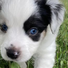 Australian Shepherds and Miniature Australian Shepherds from Hagan Farm