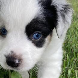 Australian Shepherds and Miniature Australian Shepherds from Hagan Farm