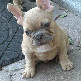 Alfredo has OFA Parents - Fawn male French Bulldog puppy in Billings, Montana from Yellowstone Frenchies