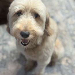 Sadie - Goldendoodle