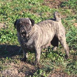 Jemima - Pug