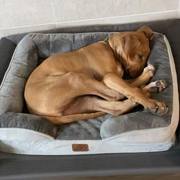 Rhodesian Ridgeback Puppies from River Rock Ridgebacks