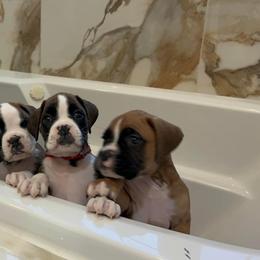 Boxer Puppies from Reynolds Homestead Boxers