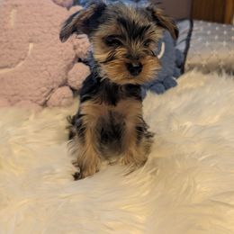 Bronco - Black and gold male Yorkshire Terrier puppy in East Alton, Illinois from Yorkies of the Shire