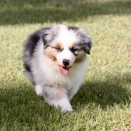 Australian Shepherd Puppies from Blackwater Australian Shepherds