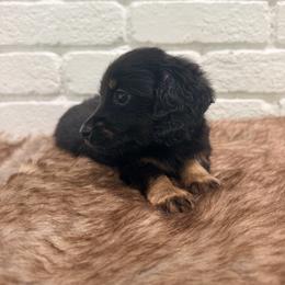 Rory - Brindle male Dachshund puppy in Red Bluff, California from Down The Hill Potterdale
