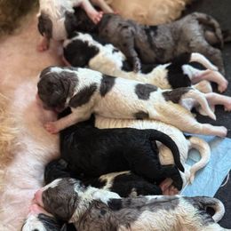 Girl 4 - Parti female Goldendoodle puppy in Toledo, Ohio from Avery Doodle Day LLC