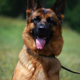 Kyra - German Shepherd