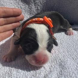 Bailey - Black and tan female Pembroke Welsh Corgi puppy in Ruidoso, New Mexico from Ruidoso's Crowned Companions