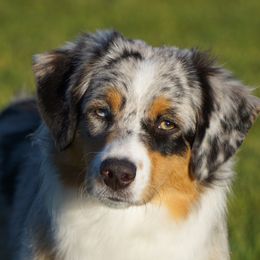 Virga - Miniature American Shepherd