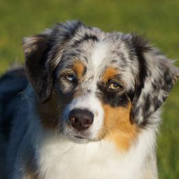 Virga - Miniature American Shepherd