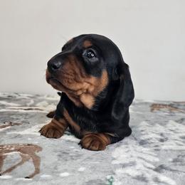 Girl 1 - Black and tan female Dachshund puppy in Belle Rive, Illinois from Akin's Miniature Dachshunds, LLC