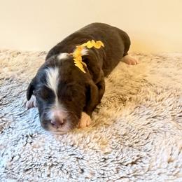 Yellow Collar Girl - Brown and white female Bernedoodle puppy in San Augustine, Texas from Vintage Doodles