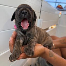 Cosmo - Brindle female Great Dane puppy in Marble Falls, Texas from Notorious Great Danes