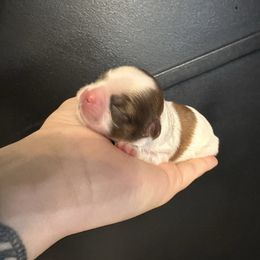 Moose - Brindle and white male Shih Tzu puppy in Rockmart, Georgia from Sonya Garrett