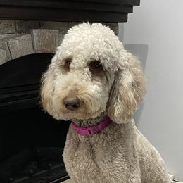 Coco - Goldendoodle
