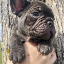 Mulberry - Fawn female French Bulldog puppy in Anderson, California from Wooftown Kennels