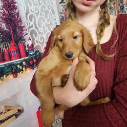 Goldendoodle Puppies from Goldendoodles from Goshen Blessings