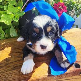 Boy 4 - Tri-color male Cavapoo puppy in Junction, Utah from City Creek Cavapoos