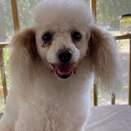 Biewer Terriers, Pomeranians, Poodles, and Yorkshire Terriers from Heartland small breeds