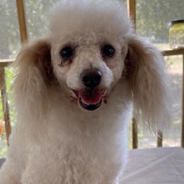 Biewer Terriers, Pomeranians, Poodles, and Yorkshire Terriers from Heartland small breeds