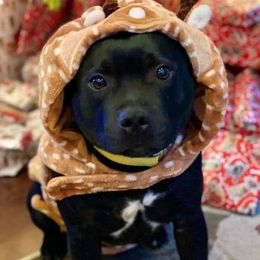 Staffordshire Bull Terriers from Elivid Staffords