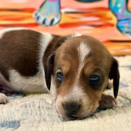 Zeke - Piebald male Dachshund puppy in Hensley, Arkansas from The Dachshund Barn