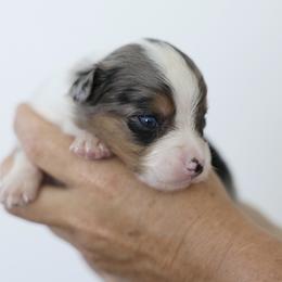 Barista - Blue merle female Miniature Australian Shepherd puppy in White Oak, Texas from Triple Lake Ranch Miniature Australian Shepherds