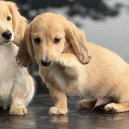 3,000 Cream Dapple Boy AKC Ready To Go - Cream male Dachshund puppy in Pauls Valley, Oklahoma from Simply Happy Dachshunds